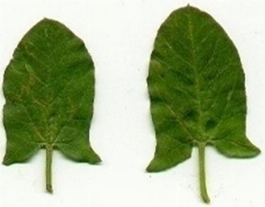margine delle foglie