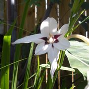 Acidanthera 