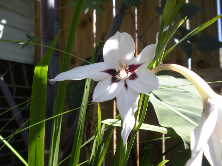 Acidanthera 