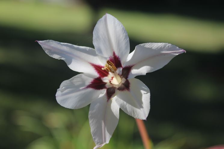 fiore bianco