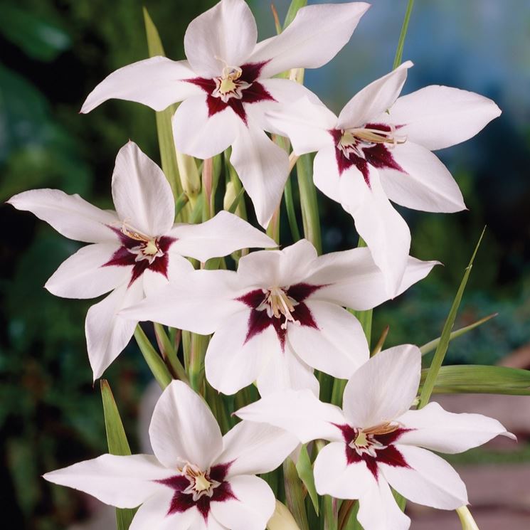 fiori dell'acidanthera