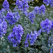 aconitum 