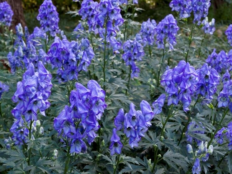 aconitum 