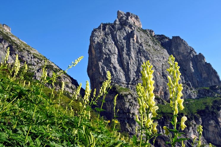 aconitum vulparia