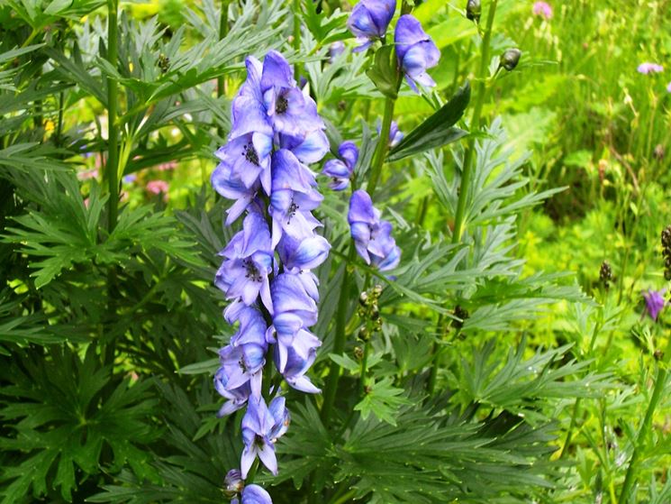 aconitum 1