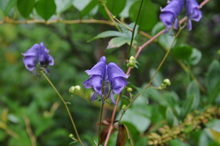 aconitum uncinatum