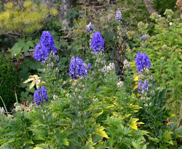 aconitum 2