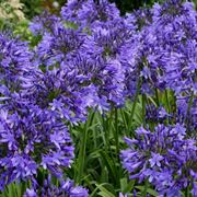 agapanthus