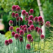 allium 