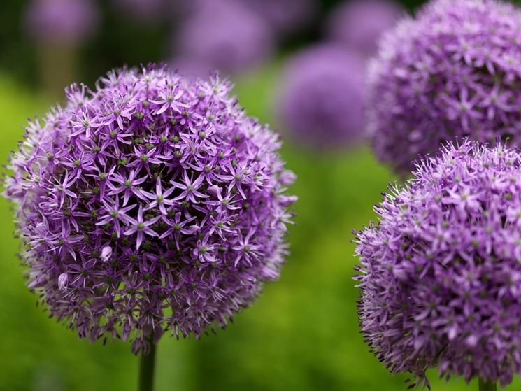 allium montana