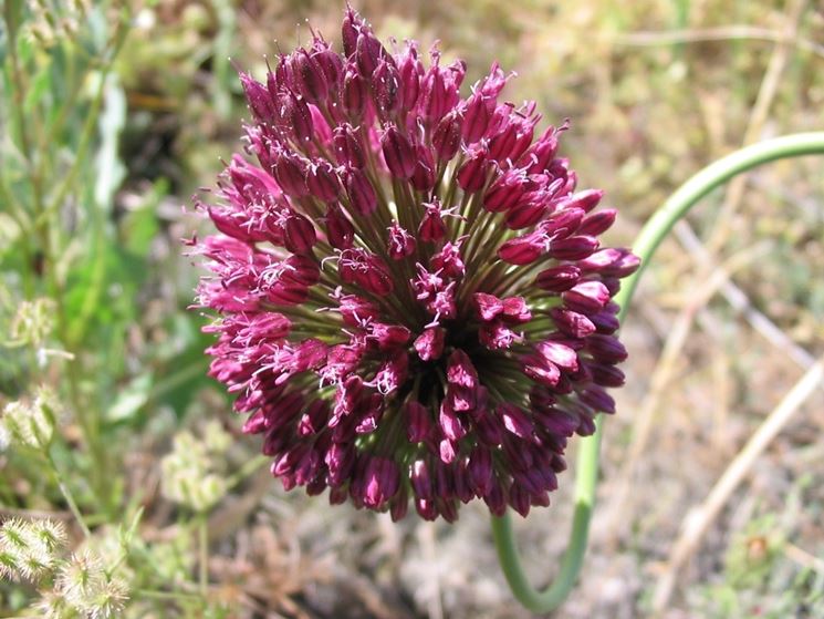 allium stipitatum