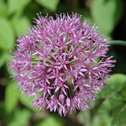 allium