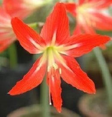 Hippeastrum gracilis