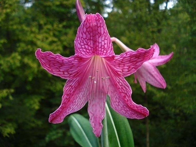 Hippeastrum 