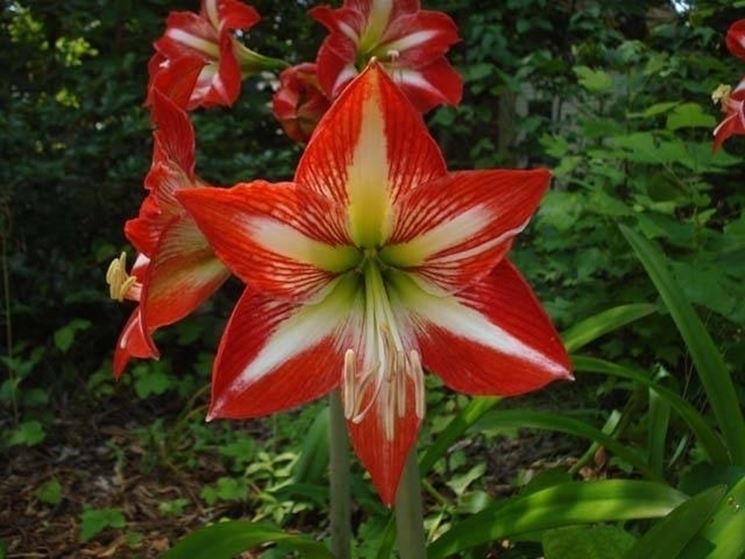 hippeastrum