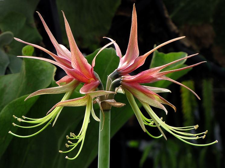 Hippeastrum cybister