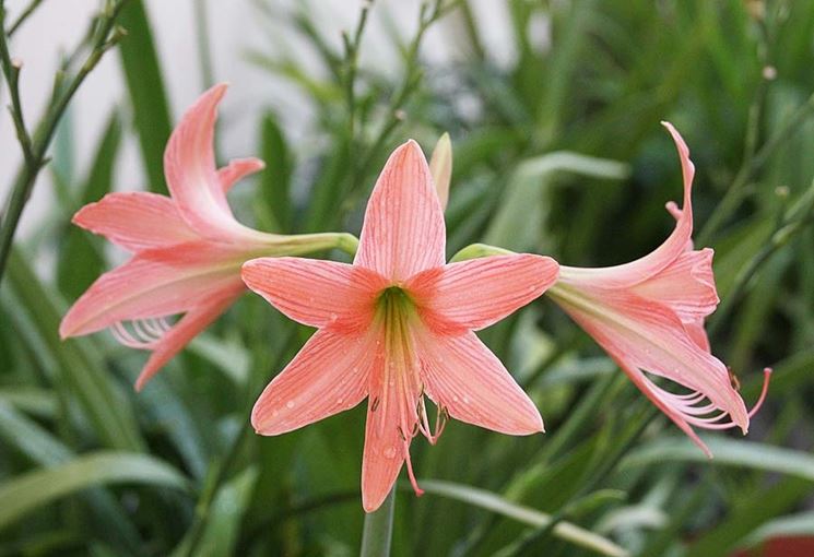 Hippeastrum roseum