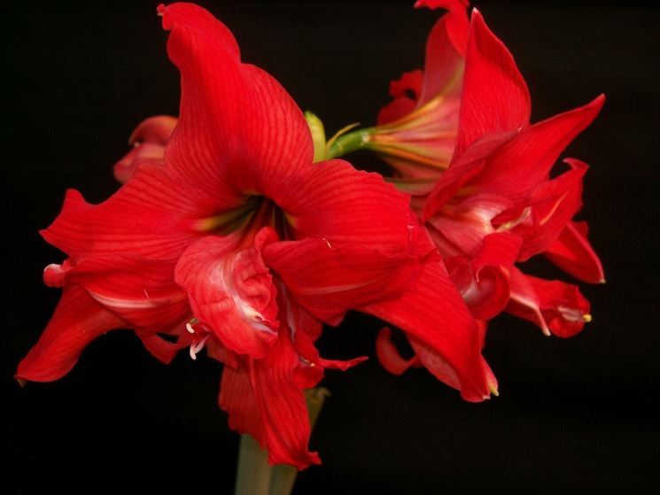 Hippeastrum sonata