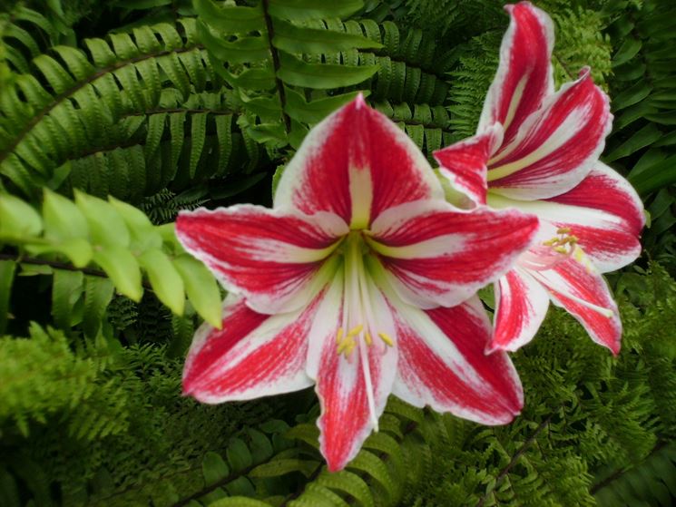 Hippeastrum vittatum