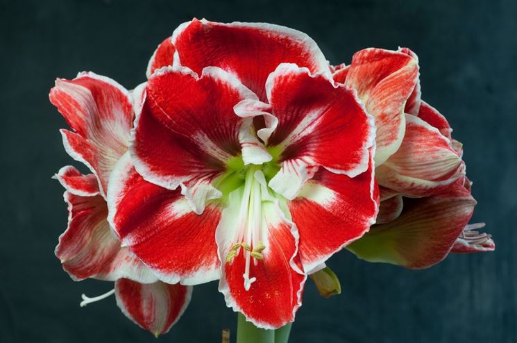 Hippeastrum 