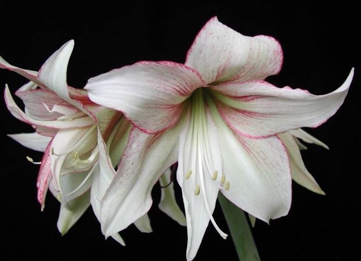 Hippeastrum 