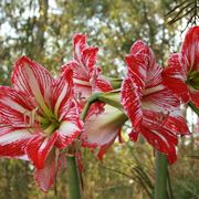 hippeastrum