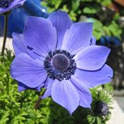 Anemone blanda 