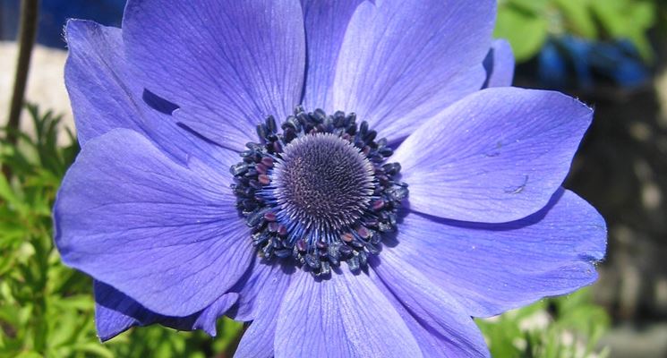 Anemone blanda 