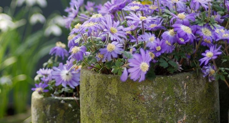 anemone blanda