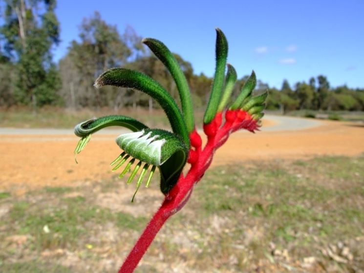 Anigozanthos 