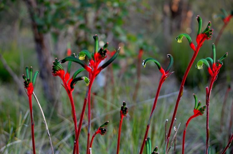 Anigozanthos 