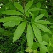 Arisaema 