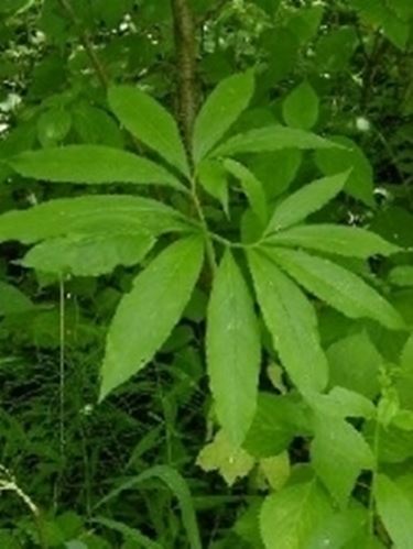 Arisaema 