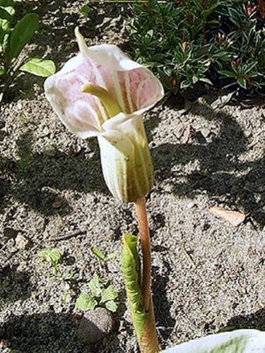 arisaema candidissimum