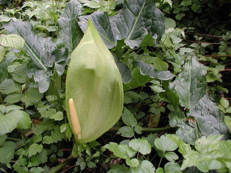 arum italicum