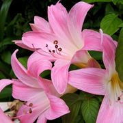 amaryllis belladonna