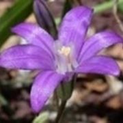 Brodiaea 