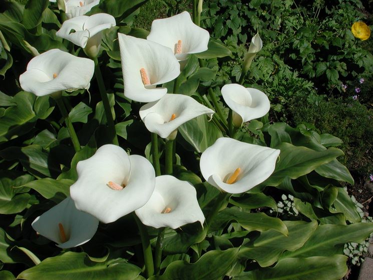 zantedeschia