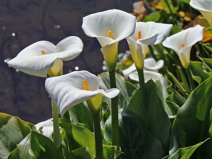 calla fiori