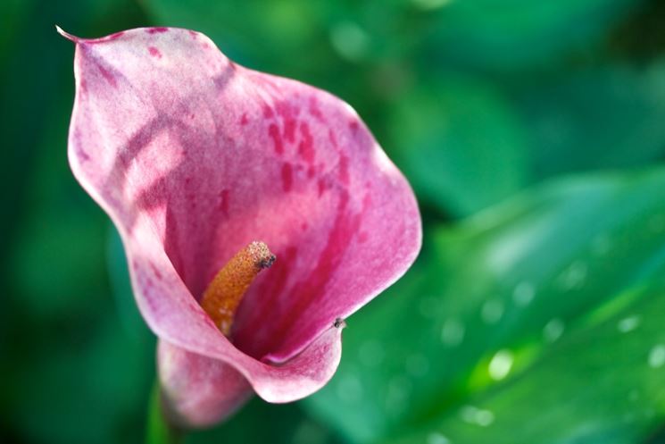 fiore calla colorato