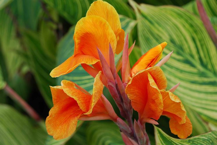 canna indica pianta