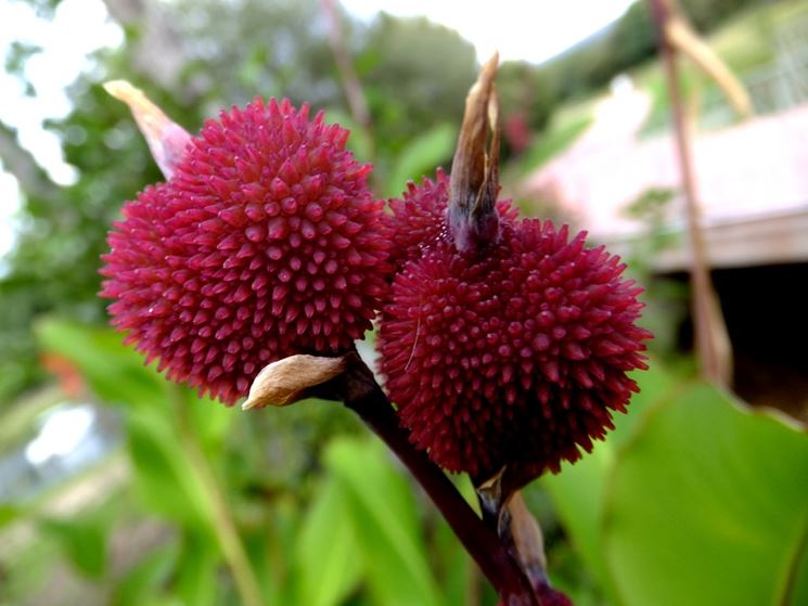 frutto canna indica