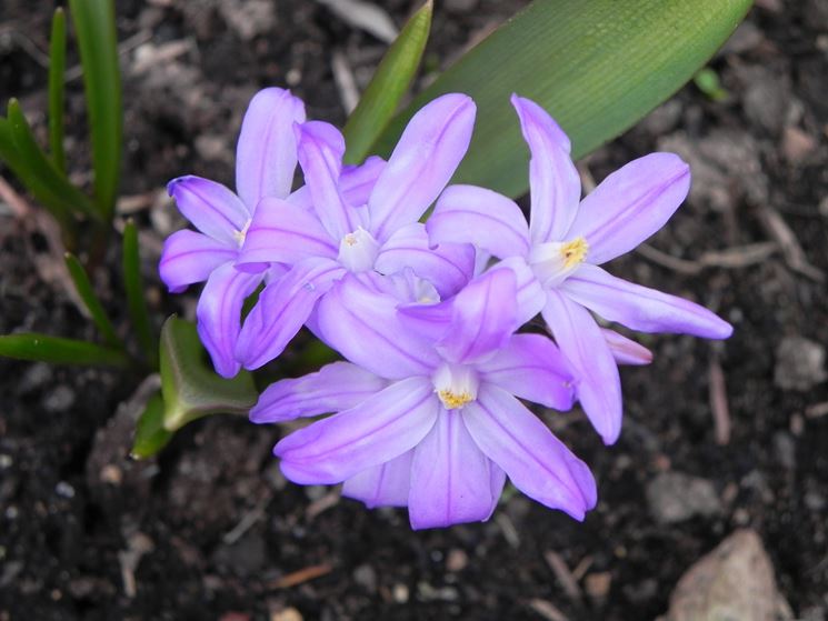 chionodoxa
