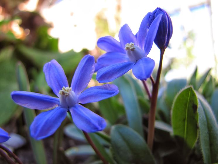 chionodoxa 