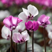 cyclamen purpurascens