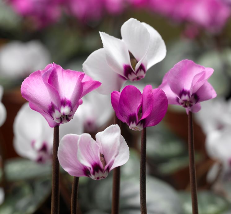 cyclamen purpurascens