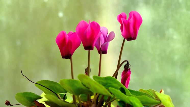 cyclamen coum 15098