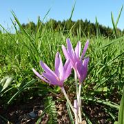 colchicum 