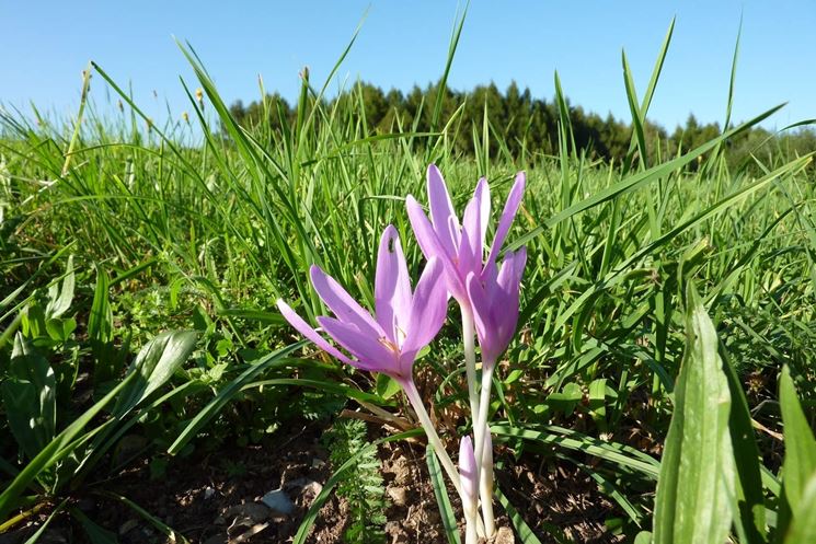 colchicum 