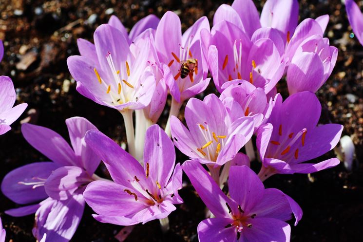 colchicum autumnale